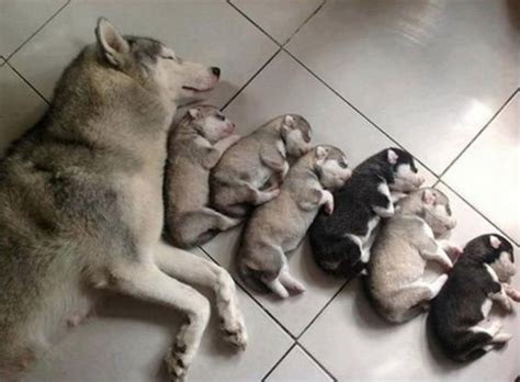 21 Adorably Happy Mommy Dogs And Their Loving Puppies