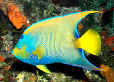 Queen Angelfish Information And Picture Sea Animals