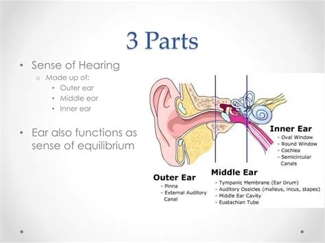 Ppt Sense Of Hearing And Equilibrium Powerpoint Presentation Free