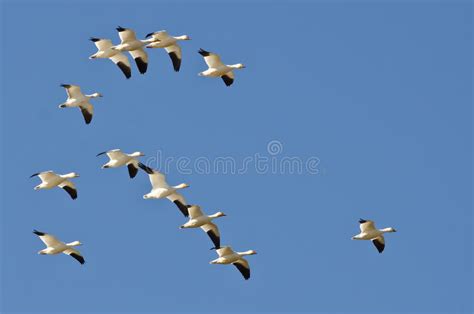 Flock Of Snow Geese Flying In A Blue Sky Stock Photo Image Of Aquatic