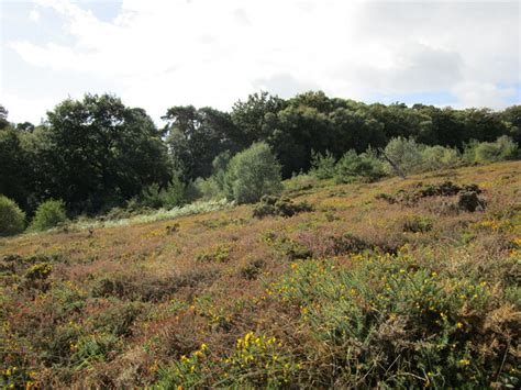 East Budleigh Common Jonathan Thacker Geograph Britain And Ireland