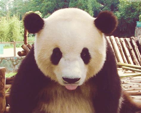 5 Reasons Why I Love Pandas And So Should You