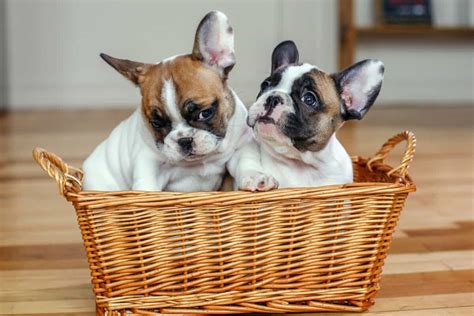 French Bulldog Puppies Price Range How Much Do French Bulldogs Cost