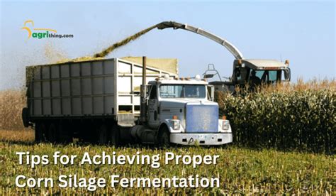 Revolutionize Your Feed With Powerful Corn Silage Fermentation