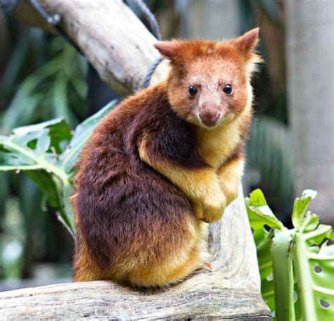 Meet Mian The Endangered Tree Kangaroo Joey Zooborns