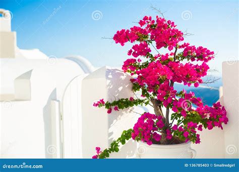 Bougainvillea Tree With Pink Flowers And White Architecture On
