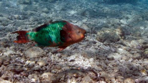 Study Boosting Parrotfish Sea Urchins Key To Saving Caribbean Coral