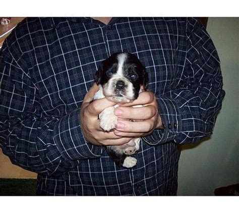 Buy and sell on gumtree australia today! Party boys cocker spaniels puppies FOR SALE ADOPTION from ...