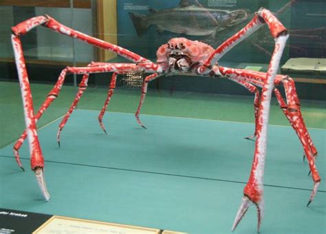 Meet The Japanese Spider Crab The ‘daddy Long Legs Of The Sea