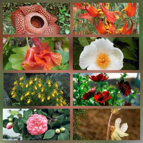 Banyak flora dan fauna yang terancam punah, terutama di indonesia. Flora dan Fauna yang Diancam Kepupusan: PEMULIHARAAN DAN ...