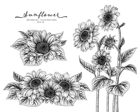 Sketch Floral Decorative Set Sunflower Drawings Black And White With