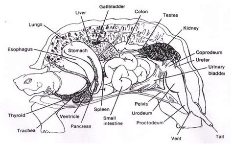 This Is What A Turtle Looks Like On The Inside It S Not What You Think