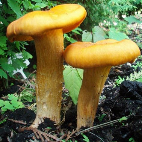 Jack O Lantern Mushroom Omphalotus Nidiformis Grain Spawn