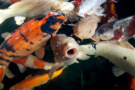 Different Colorful Koi Fishes Stock Image Image Of Marine Hishowa