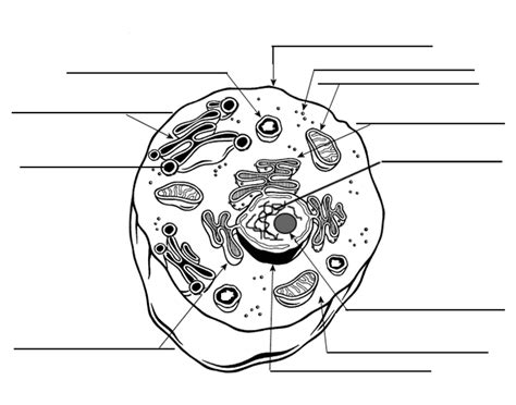 Which structures identify the type of cell shown in the diagram? Game Statistics - Label the Model Human Cell