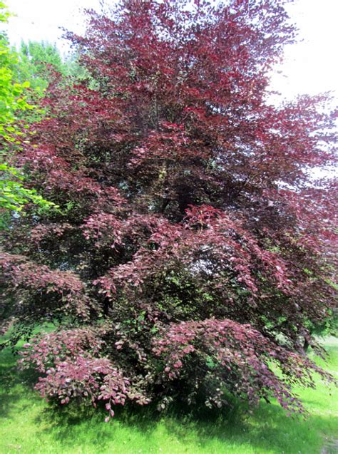 Buy Our Purpurea Tricolor Purple Or Copper Beech Tree Online Free Uk