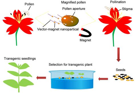 Nanoparticle‐mediated Gene Transformation Strategies For Plant Genetic