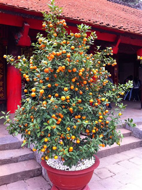 Golden Sweet Apricot Tree In Large Pot Plants Growing Vegetables