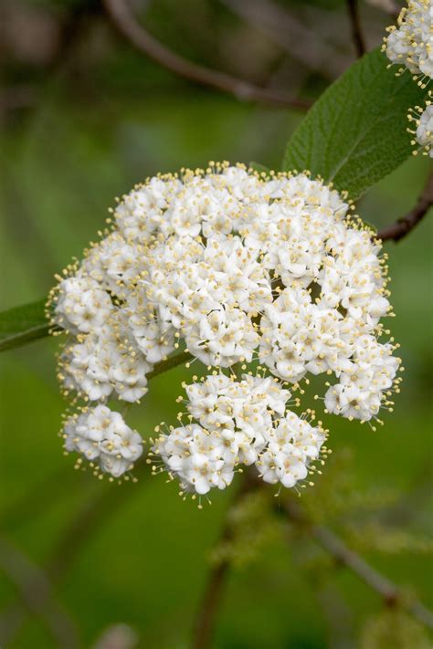 viburnum flowering shrub garden shrubs flowering shrubs garden plants