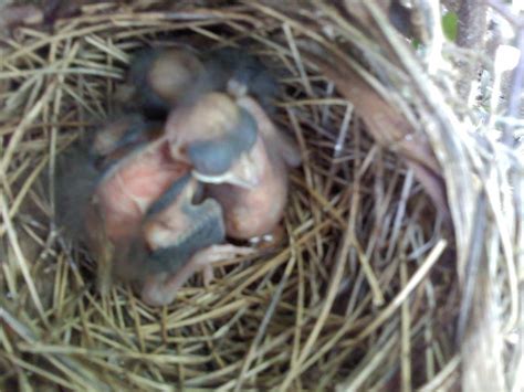 The Red Cardinal Baby Birdsthe Black Mask Bird In Their Nest