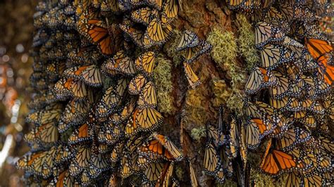 Overwintering Monarchs Bing Wallpaper Download
