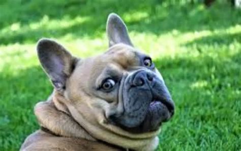 How Do I Stop My French Bulldog From Being Allergic Pro Tips For