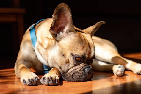 Sad Fawn French Bulldog Lying In The Sun On A Lazy Sunday Stock Photo