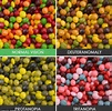 This is what the world looks like to the colourblind | Daily Mail Online