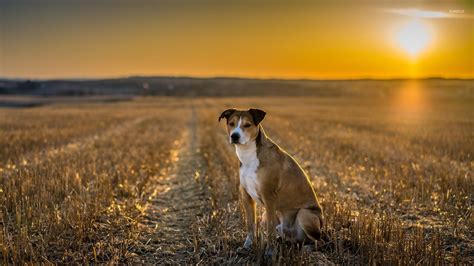 Highway At Sunset Hd Desktop Wallpaper High Definition Dogs Dog