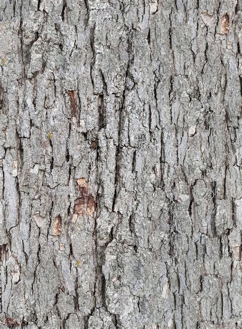 White Oak Bark Texture Seamless 21246