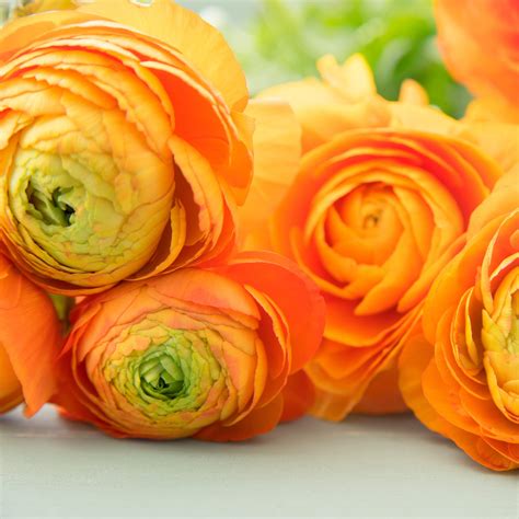 Gold Tecolote Ranunculus Bulbs For Sale Ranunculus Gold Easy To