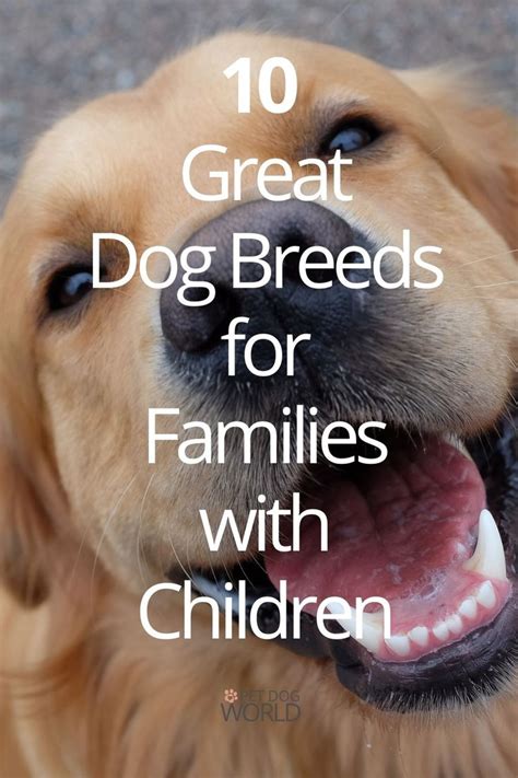 10 Great Dog Breeds For Families With Children Pet Dog World Dog