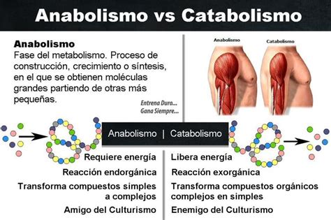 Cuadros Comparativos Entre Anabolismo Y Catabolismo Medical School