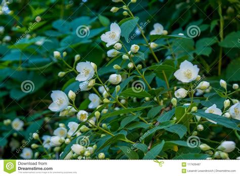 Beautiful Amazing Young White Jasmine Flowers On The Bush In The Garden