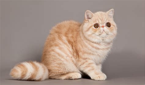 Exotic Domestic Cats Uk Cat Meme Stock Pictures And Photos