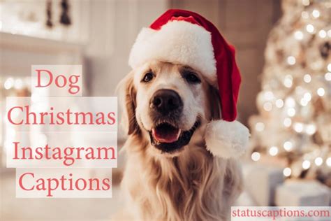 200 Dog Instagram Captions Cute And Funny Captions For Dog Lovers