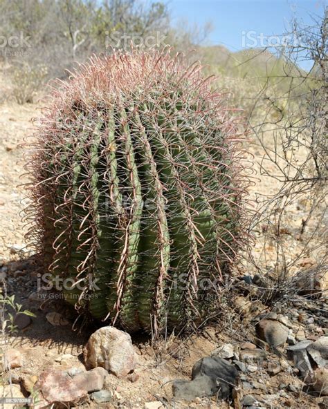 Close View Of A Young Saguaro Cactus In The Southern Arizona Sonoran