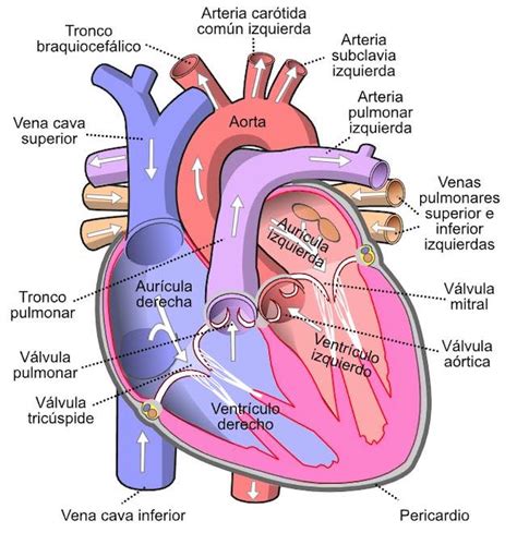 El Aparato Circulatorio Partes Y Funciones Pequeocio