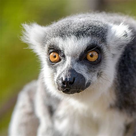 Animals Of Madagascar Charles Paddock Zoo Your Central Coast Zoo