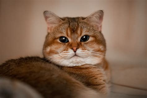 Brown Tabby Cat · Free Stock Photo