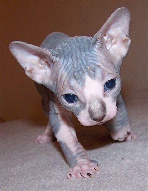 That is the basis for you and your sphynx cat future happy life. sphinx cats | Sphynx Kittens, Sphynx, Sphynx Cats, Sphynx ...