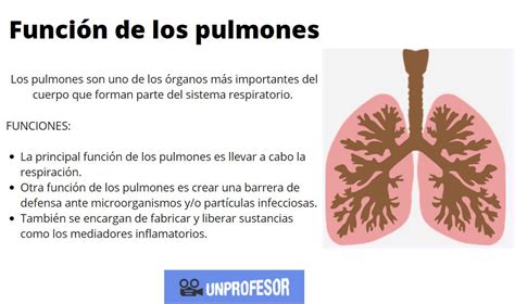 Pin De Nicolas Cubides En Pulmones Funcion De Los Pulmones Pulmones