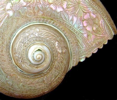 Pearl Nautilus Sea Shell Carving Source