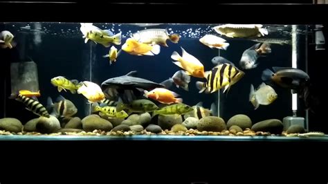 My 2 Meter Predatory Fish Aquarium Youtube