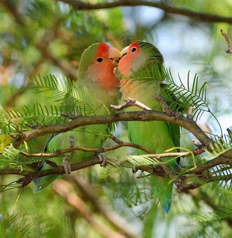 Kiss Kiss Love Birds Bird Pictures Pet Birds