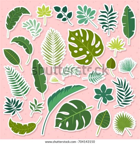 Vector Set Tropical Leaves Stock Vector Royalty Free 704143150 Shutterstock