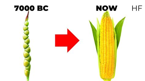 The Evolution Of Corn In 4 Minutes Youtube