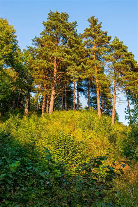 Pine Forest Landscape Stock Photo Image Of Bare Background 86101284