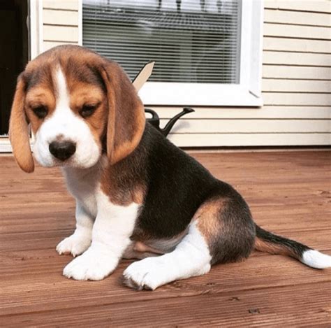 17 Cute Pictures Of Puppies That You Need To See Beagle Dog Beagle