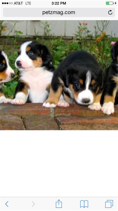 Pin By Abbi On Entlebucher Pup Dogs Pup Animals